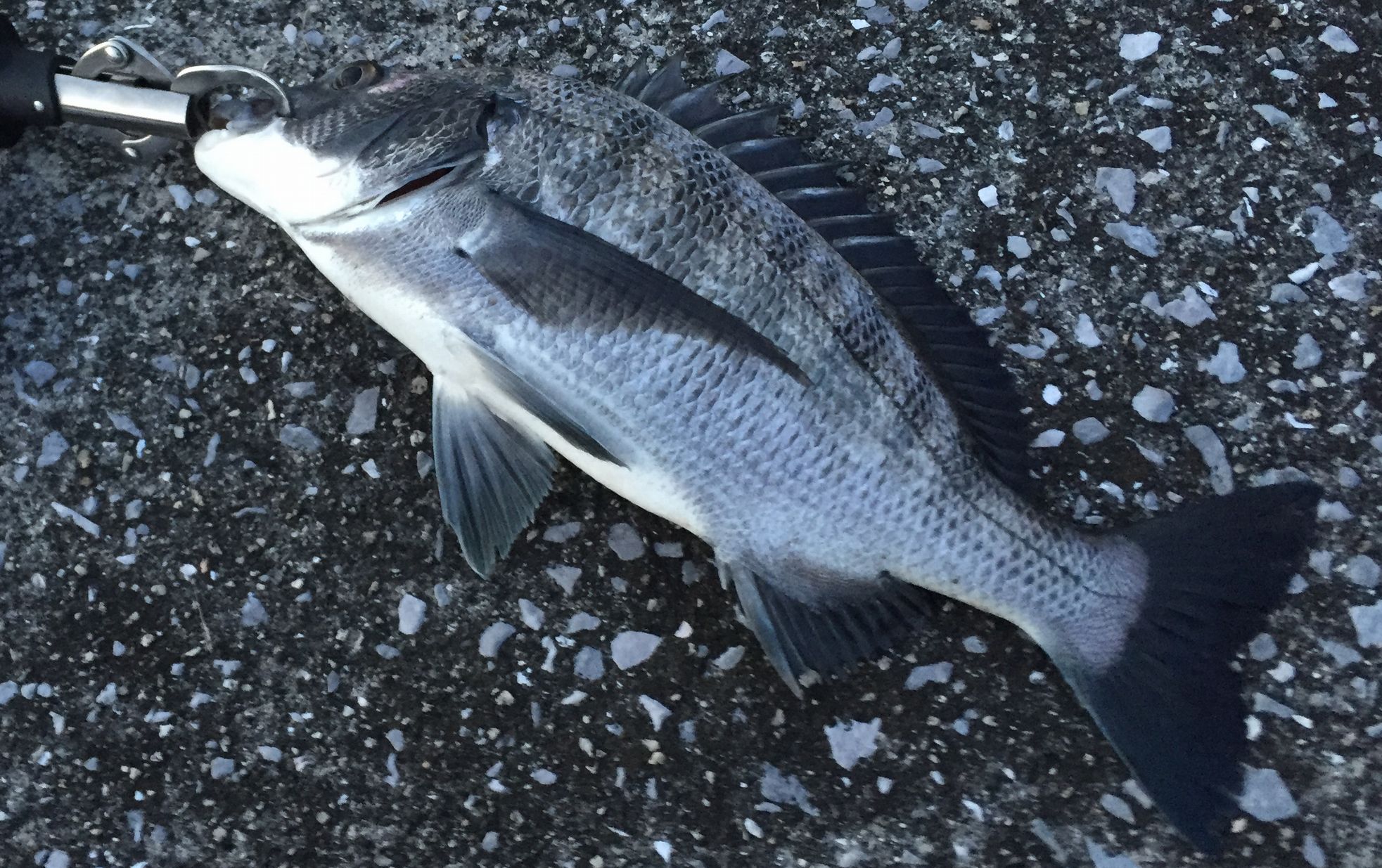チニングで釣れたチヌ45cm