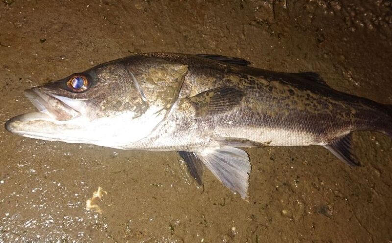 河口で釣れた大型シーバス
