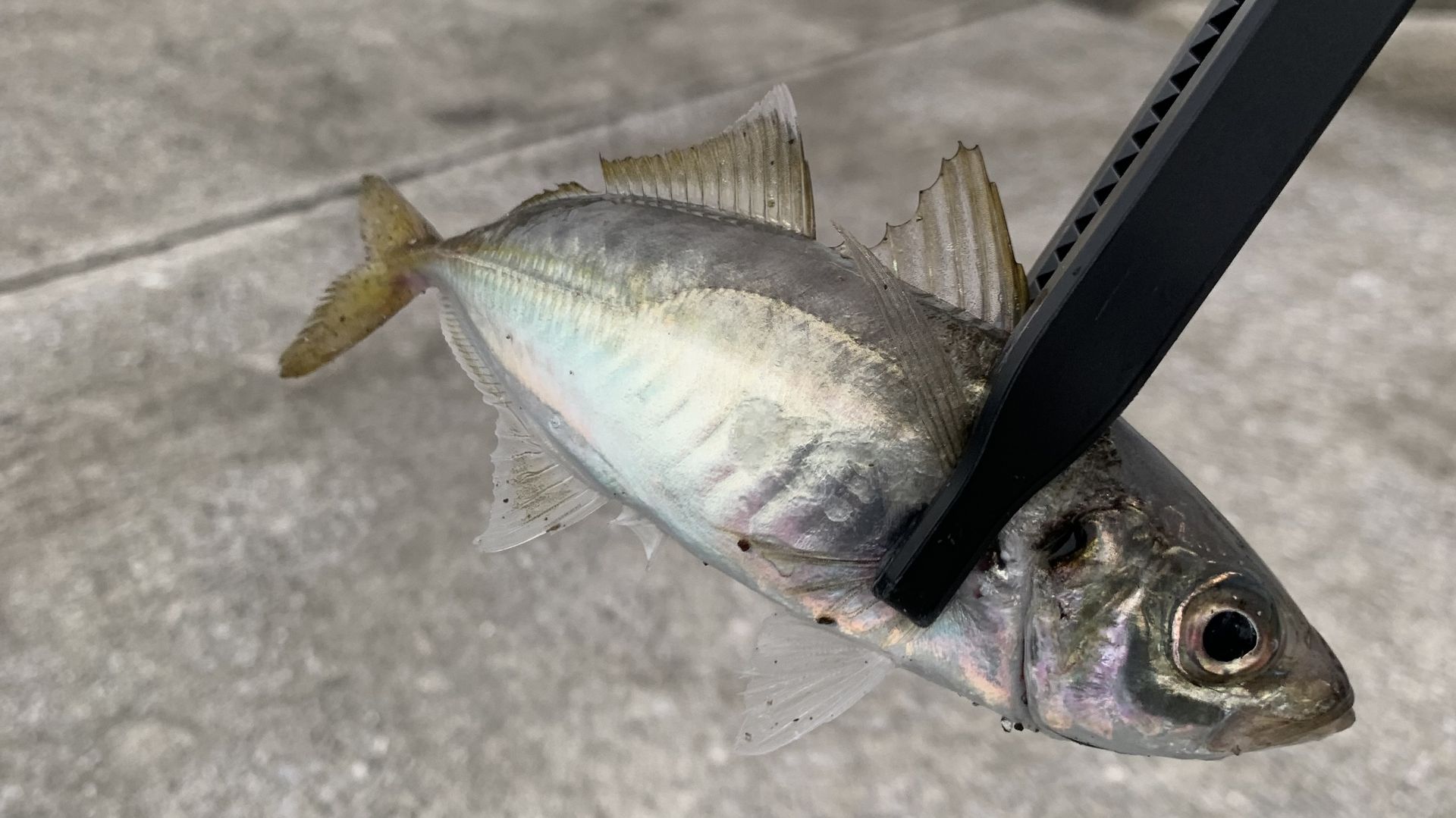 初夏にアジングで釣れた小アジ