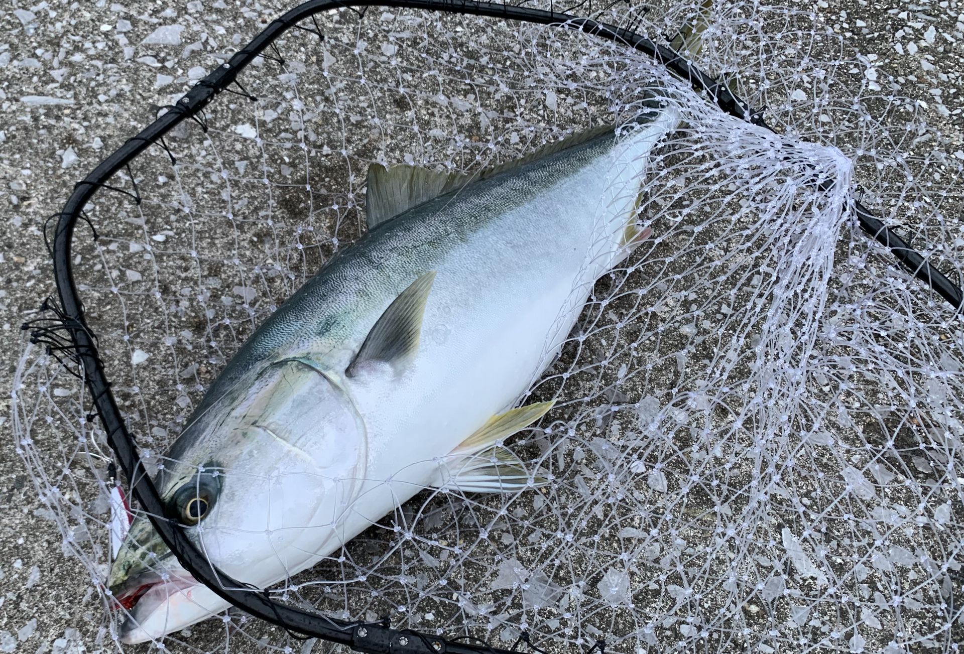 片上堤防で釣れたメジロ