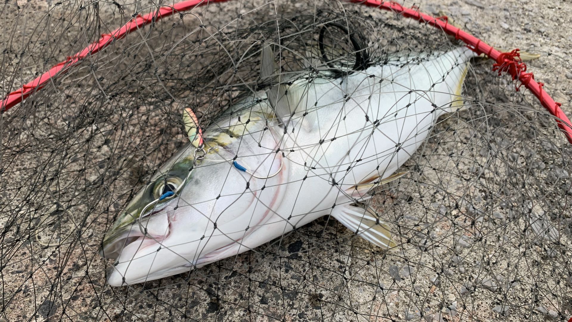 ライトショアジギングで釣れたハマチ