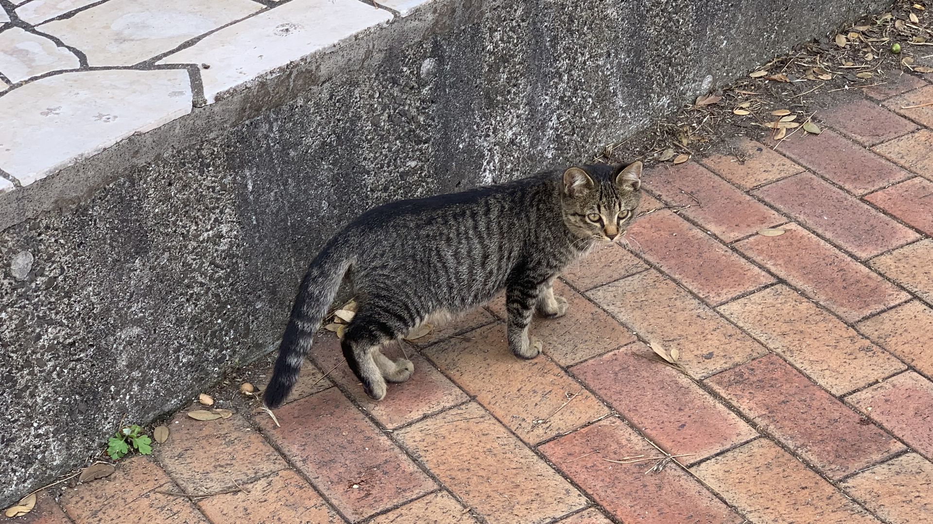 日明海峡釣り公園の野良猫